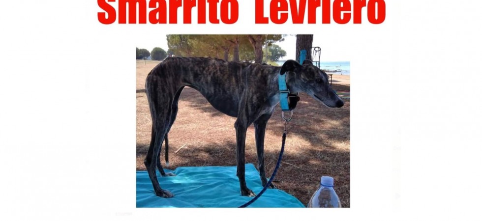 "Aiutateci a trovarla", l'appello per la ricerca del levriero Rosita