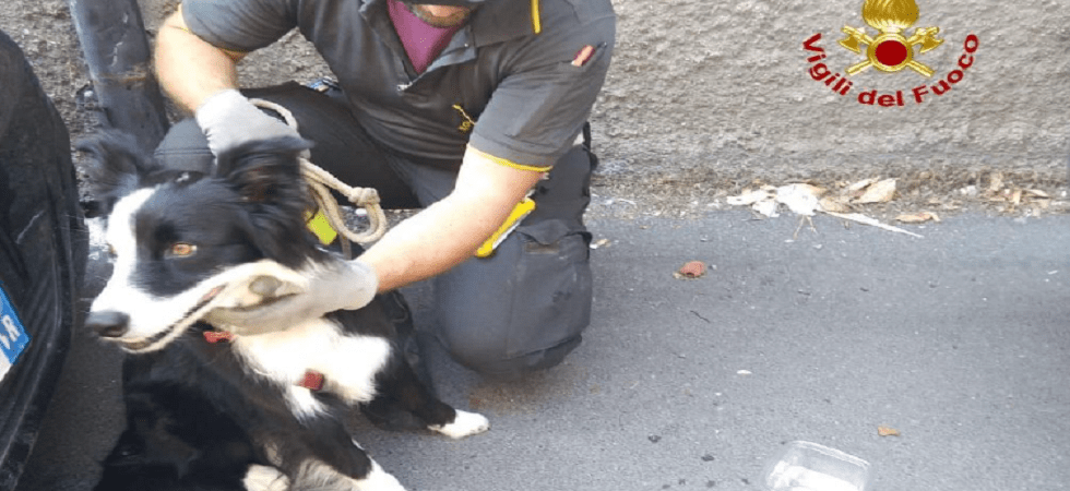 Cagnolino chiuso in macchina al sole