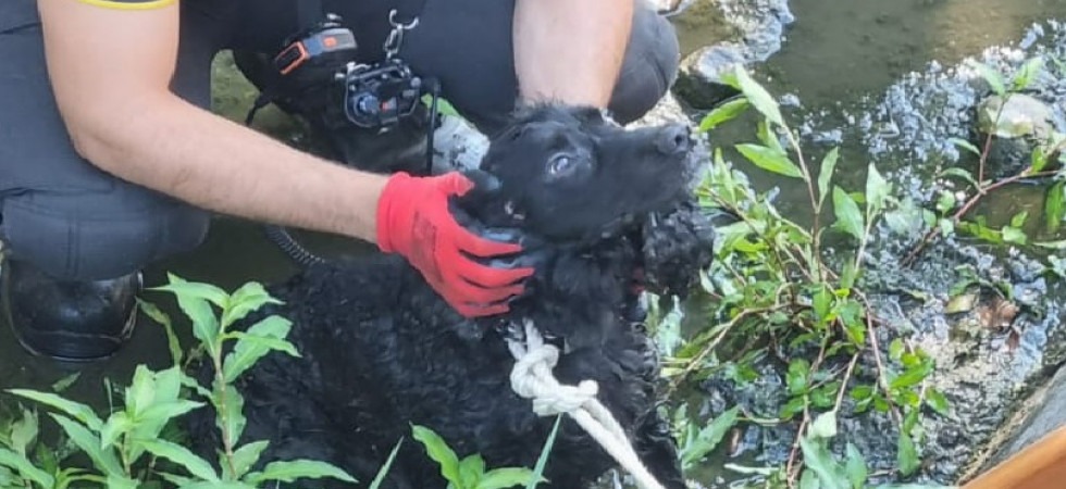 Precipita in un canale di scolo, il piccolo Rocky non riesce più ad uscire