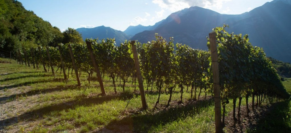Cantine Ferrari, al via la vendemmia anticipata e "veloce"