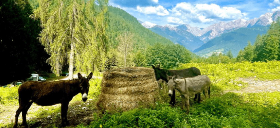 Spero che ti rovesci e muori così ti togli dai co***ni'', gli insulti al rifugista che chiedeva strada'' con il