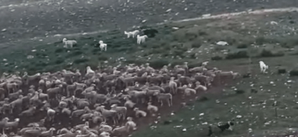 L'orso si avvicina al gregge ma arrivano i mastini abruzzesi