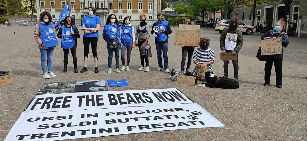 Morte di F43, gli animalisti litigano: “Aspettano l’orso morto per vendere tessere”