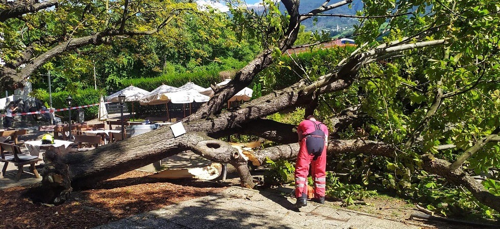 Un grosso albero cade tra i tavoli del ristorante: i vigili del fuoco sul posto