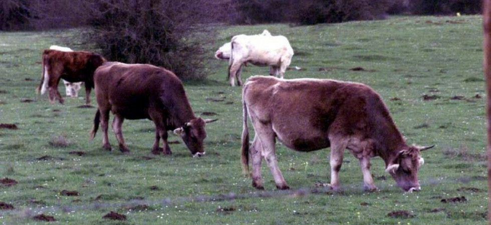 Trovato morto nei campi, si sospetta possa essere stato colpito da uno dei suoi animali