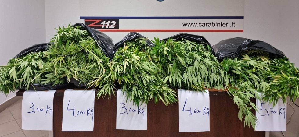 Era in libertà vigilata ma aveva una piantagione di marijuana: arrestato un 42enne della Valsugana