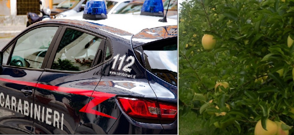 Rubano 170 chili di mele in Val di Non caricandole in macchina e ai carabinieri spiegano: Il supermercato era chiuso''