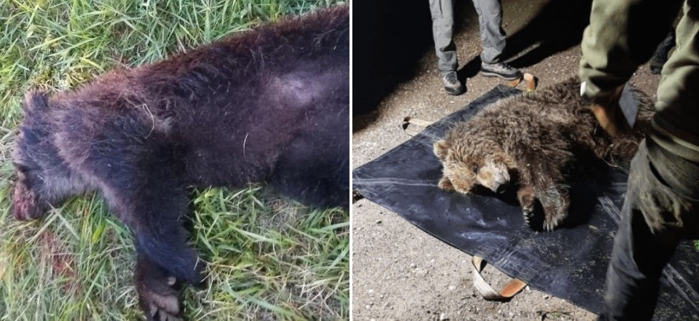 Cucciolo di orso investito, l'appello di Enpa: Chi ha visto parli