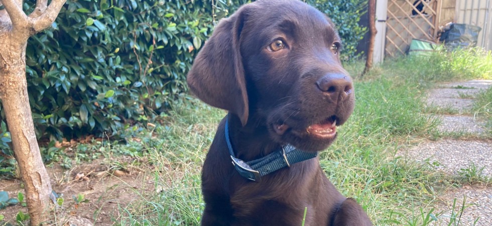 Per una malformazione al cuore Nina, cucciola di labrador di 2 mesi, rischia di morire