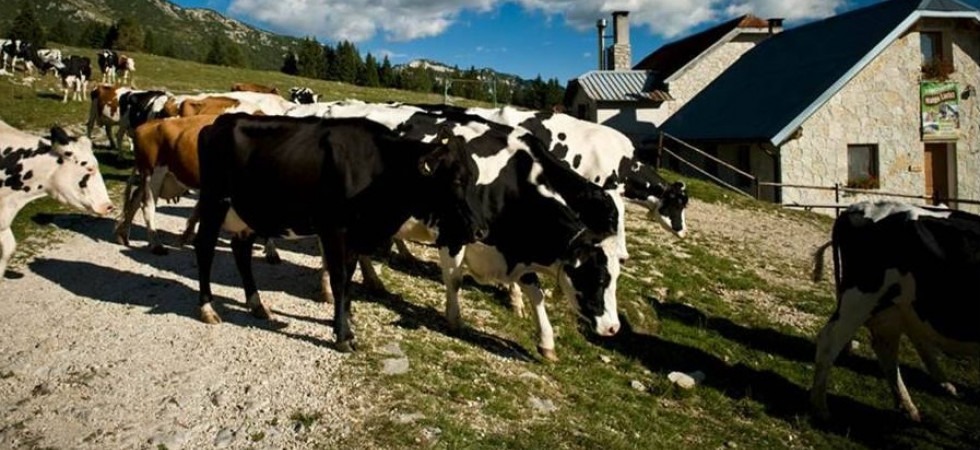 L'Altopiano di Asiago e le sue malghe si candidano ad essere patrimonio dell'Unesco