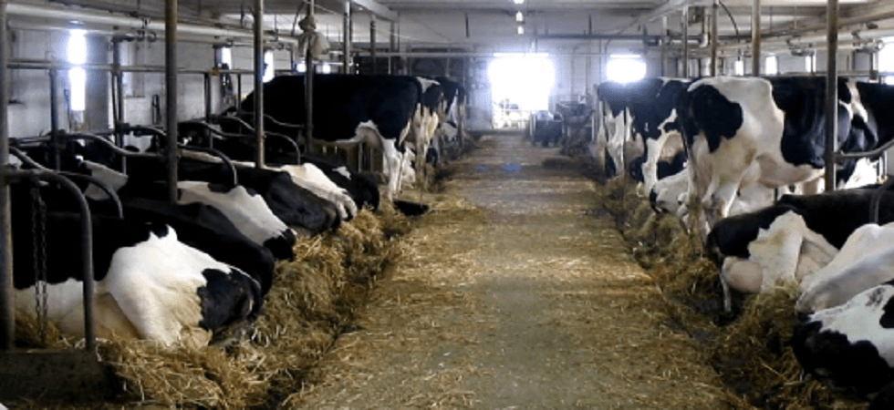 Foto d'archivio Agricoltura e allevamento di montagna: “Costi energetici troppo alti, molte imprese non riusciranno a sopravvivere”