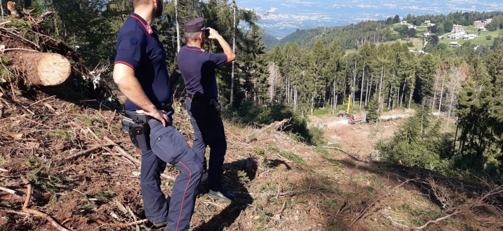 Legname da “filiera corta” senza averne in realtà i necessari requisiti, in 5 finiscono a processo