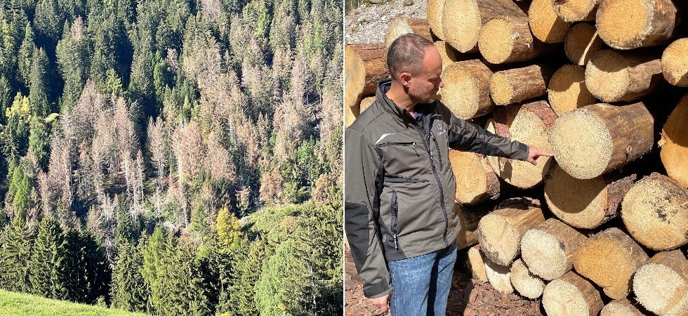 Allarme bostrico, colpiti circa 5.000 ettari di foreste in Alto Adige: Problema che persisterà