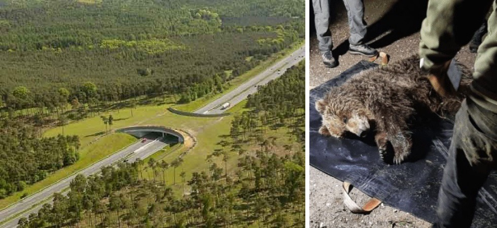 Un nuovo orso investito, l’Oipa: “Oltre 600 incidenti con gli animali, servono urgentemente dei corridoi faunistici”