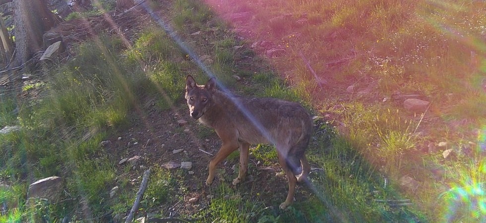 “Ben 8 capre sbranate da 8 lupi”, ma il Parco dello Stelvio smentisce