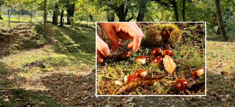 Stop ai furbetti delle castagne'', l'ira dei produttori: Danni non solo dai cinghiali ma anche da escursionisti che