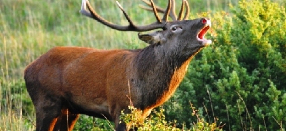Troppi cervi nel Parco dello Stelvio, via libera della Pat al piano di controllo: Si favorisce la biodiversità''