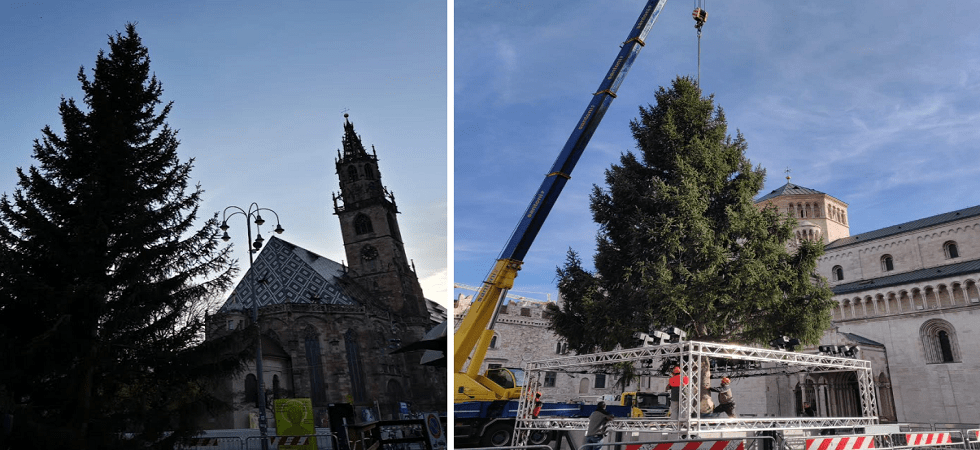 A Trento e Bolzano arrivano gli alberi di Natale