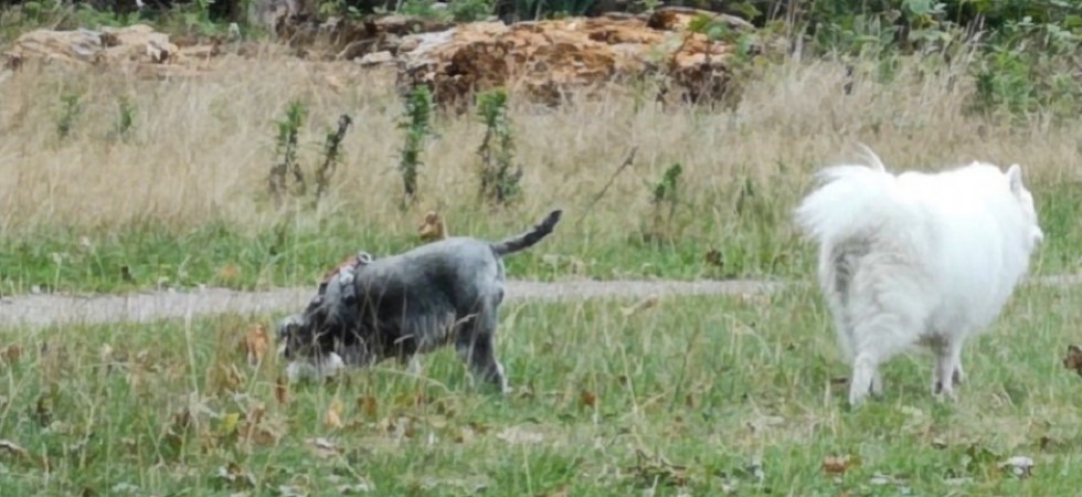"Mancano aree cani a Rovereto da ben 5 anni"