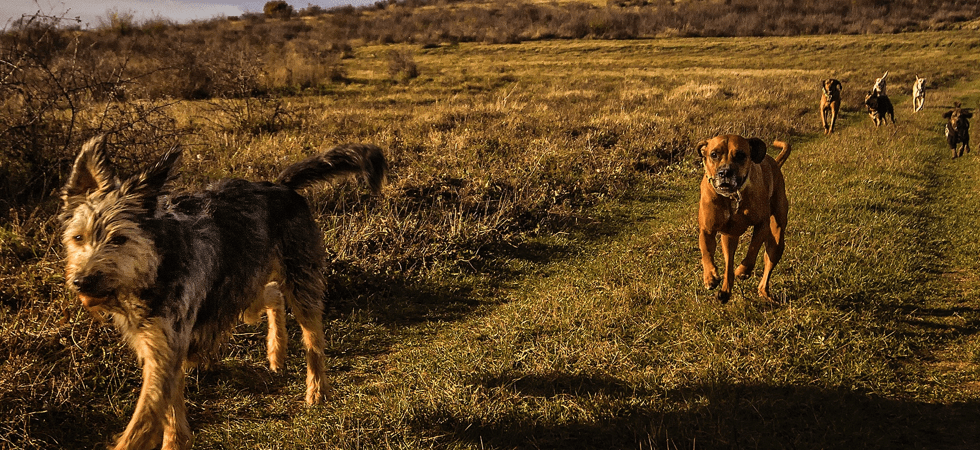 Cani, dopo il 'boom' di adozioni è allarme abbandoni