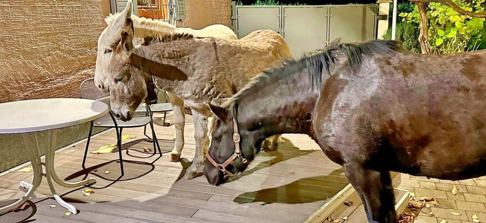 Asini e cavallo in fuga lungo le strade, l'intervento dei vigili del fuoco per fermarli