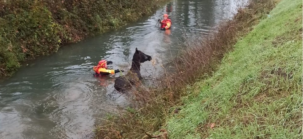 Una cavalla scivola nel fosso e resta bloccata nell'acqua, l'intervento dei vigili del fuoco con una mela e una corda