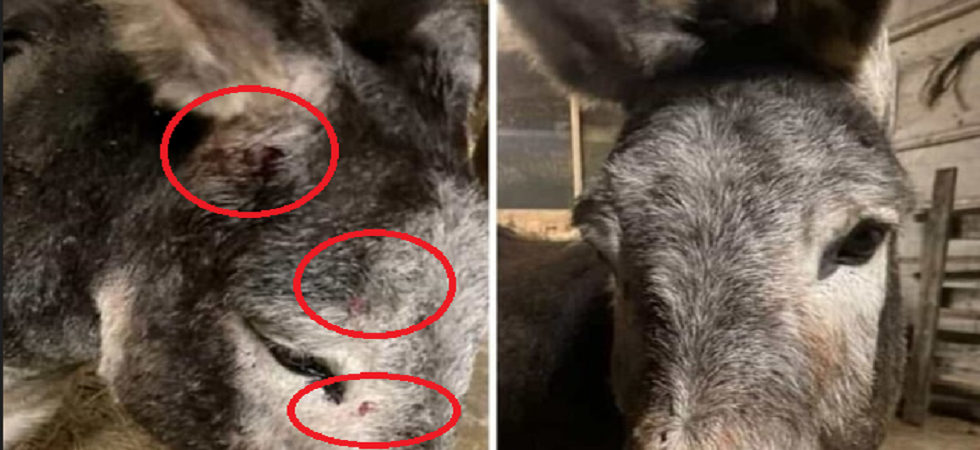 Cacciatori sparano vicino a un centro di terapia, colpita al volto un'asinella e spaventati gli ospiti e gli altri animali