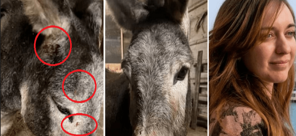 Spari vicino ad una struttura di pet therapy, asina colpita al volto