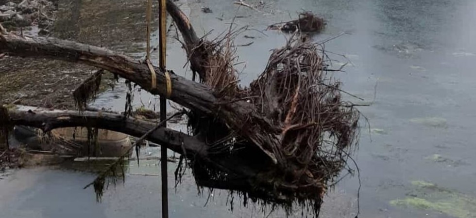 Gli agricoltori potranno recuperare legno da fiumi e torrenti