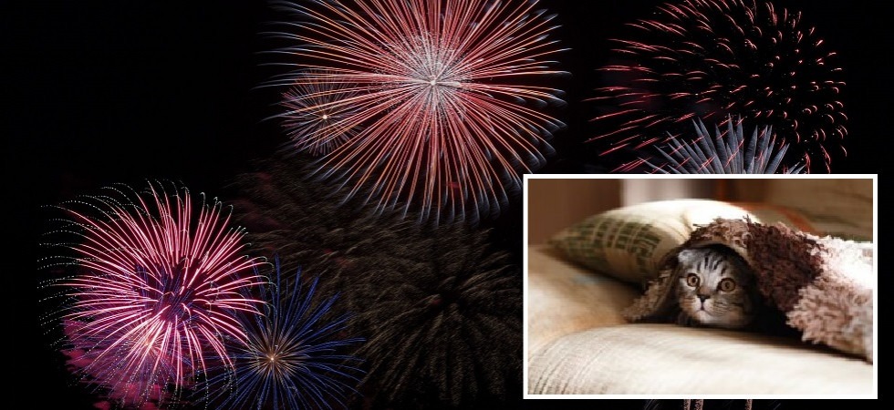 Botti di Capodanno: ecco il decalogo Oipa per proteggere gli animali