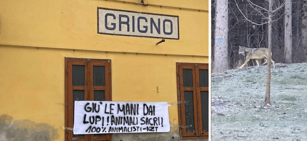 Dagli allarmi'' immotivati per il passaggio di un lupo a Grigno alla protesta degli animalisti: Giù le mani