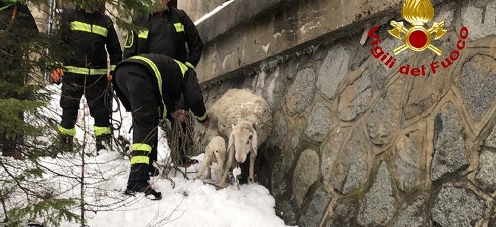 Una pecora e il suo agnellino si disperdono sulle rocce a ridosso del fiume: difficile l'intervento a causa della neve