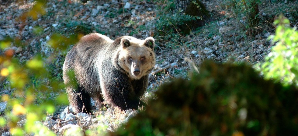 Foto tratta da Fb Parco Nazionale d'Abruzzo Lazio e Molise Attacco di un'orsa a Frosinone, i dubbi del Parco d'Abruzzo: Sull'Appennino mai stata registrata nessuna aggressione