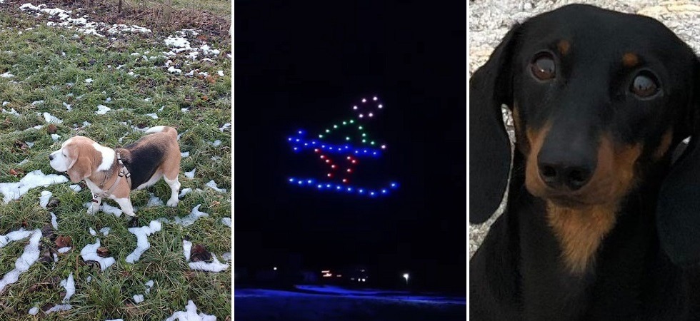 Botti di Capodanno, decine di chiamate per animali scappati: gli appelli sui social