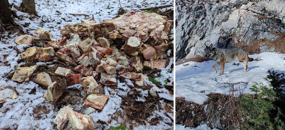 Recuperati gli scarti di macellazione abbandonati nel bosco: avrebbero potuto attirare i lupi