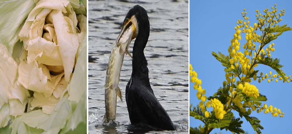 Mai così caldo: in Veneto radicchi scoloriti, in Puglia i cormorani sono diventati stanziali e decimano il pesce