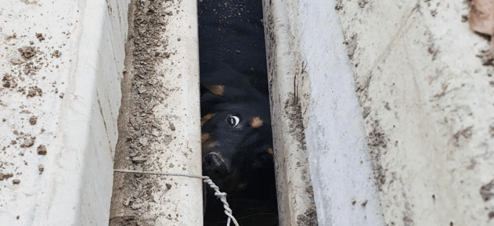 Cucciolotto rimane bloccato sotto una catasta di pali di cemento