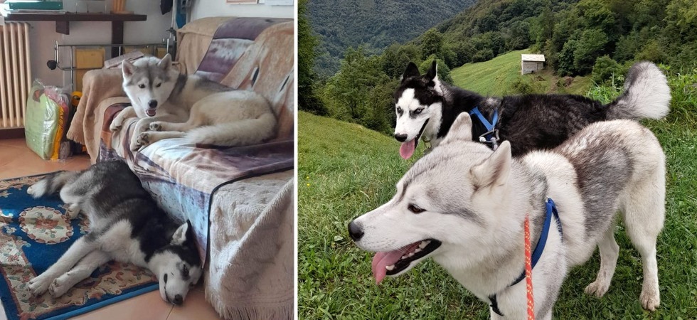 "Il loro padrone è morto travolto da una valanga mentre li cercava": dopo la tragedia, gli husky Timun e Garry cercano casa