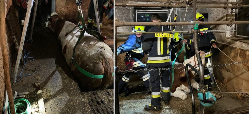 Finisce dentro il canale dei liquami e non riesce più a muoversi, mucca salvata dai vigili del fuoco