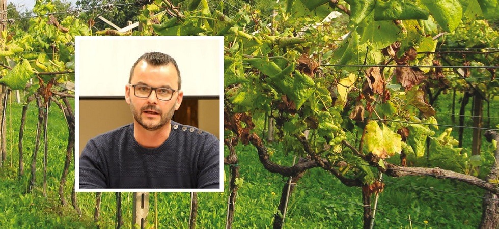 Flavescenza dorata, continua l'allarme