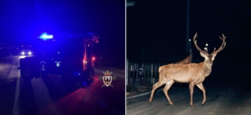 Due cervi investiti in pochi minuti nella stessa zona in Trentino: illese le persone a bordo dei veicoli, morto un ungulato