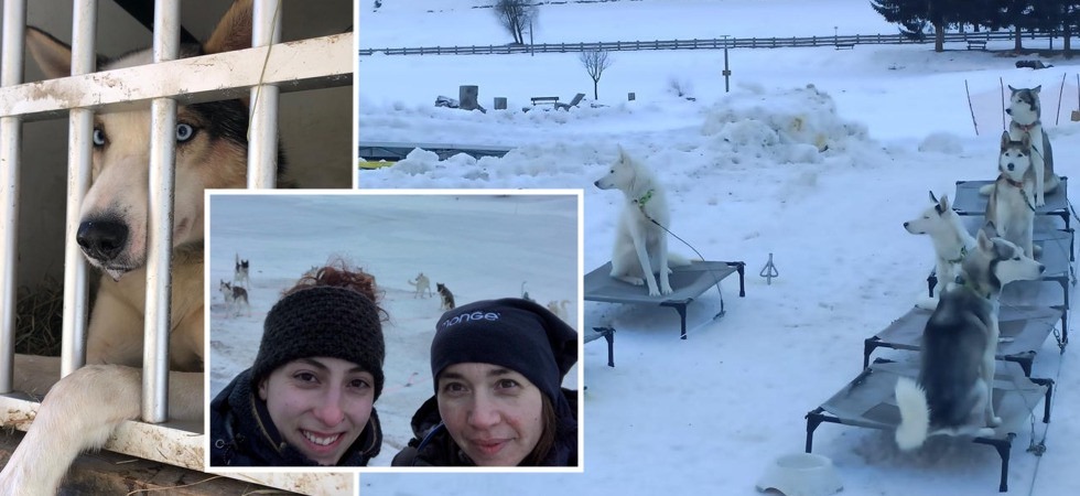Due veterinarie bolzanine al "Mondiale di sleddog": "Ci siamo prese cura dei cani in gara, dei veri e propri atleti"