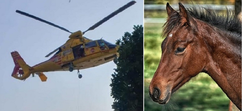 Un bimbo di 4 anni viene travolto da un cavallo al maneggio, trasportato in elicottero all'ospedale di Trento