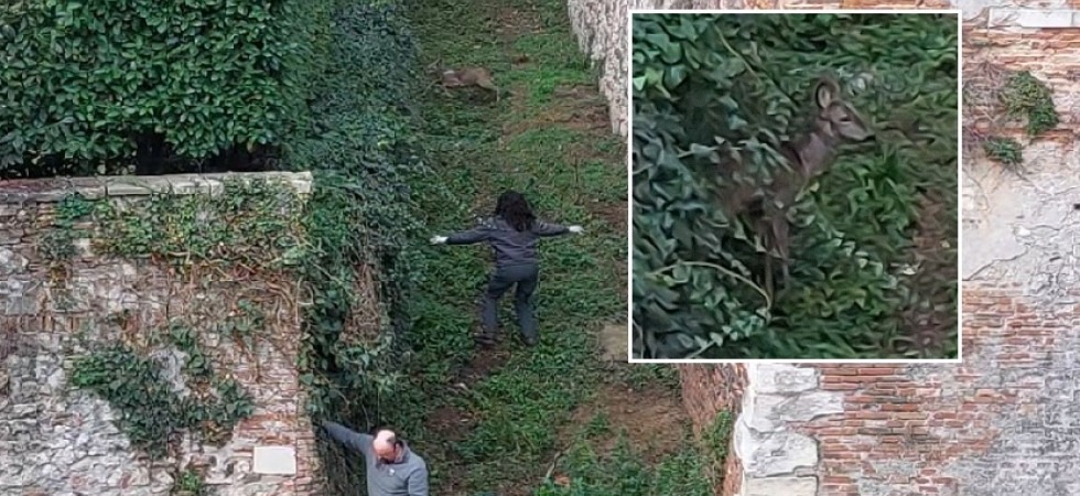 Una capriola bloccata fra le case, polizia e vigili del fuoco riescono a portarla in salvo