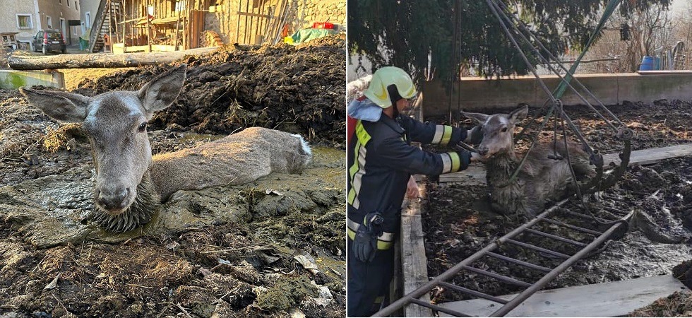 Cerva sprofonda nel liquame di una concimaia e non riesce a liberarsi: intervengo i pompieri con l'autogrù