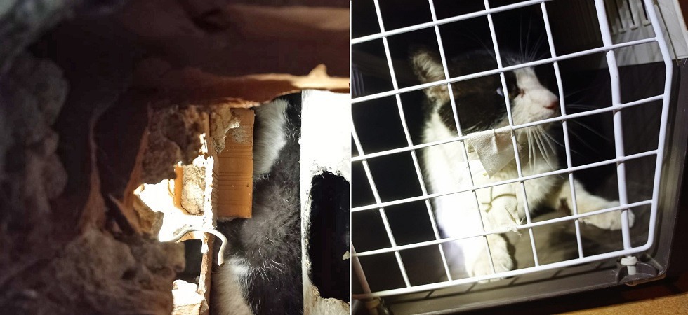 Si infila in una presa d'aria e finisce bloccato in una canna fumaria, i vigili del fuoco salvano un gatto di 3 anni