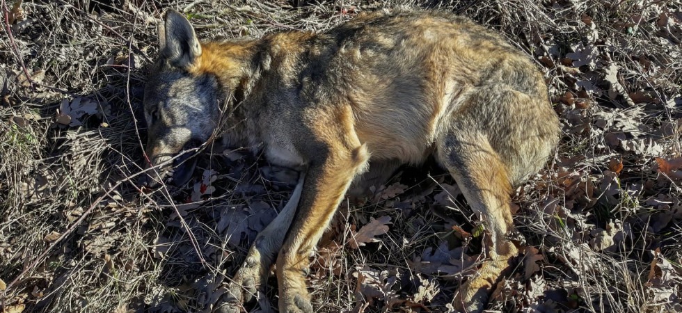 Lupo ucciso dai bracconieri a Nago, il Wwf: “Parole di Fugatti e Zanotelli inaccettabili, dovrebbero condannare a gran voce