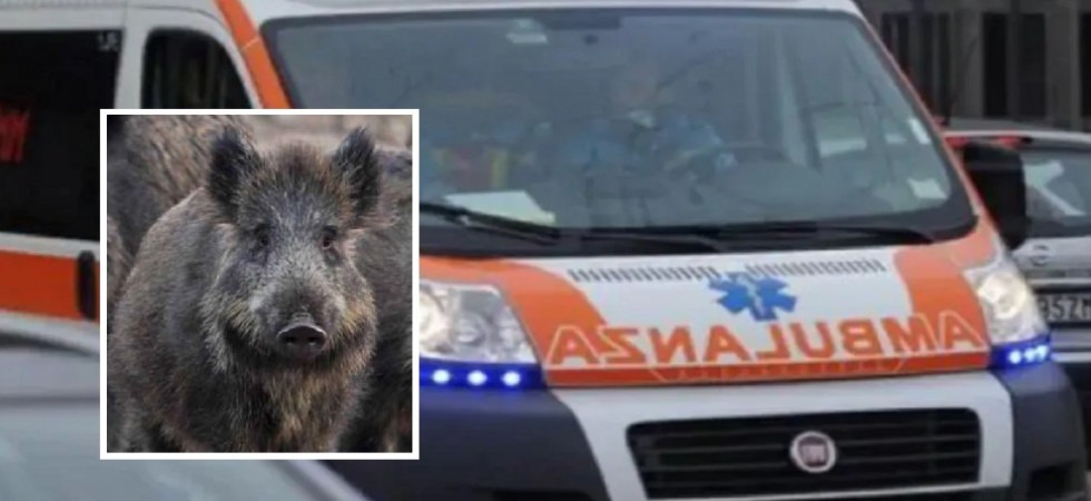 Cinghiale in mezzo alla strada, 53enne cerca di evitarlo ma finisce con l'auto per schiantarsi