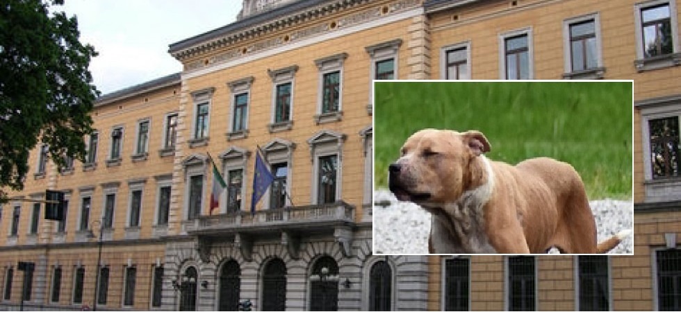 Trento, aggredito da un pitbull perde il dito di una mano