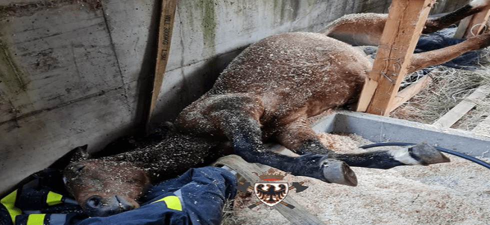 Foto Federazione dei Corpi Vigili del Fuoco Volontari Provincia autonoma Trento Paura per una cavalla gravida che scivola e si incastra tra le assi della stalla: la salvano i vigili del fuoco
